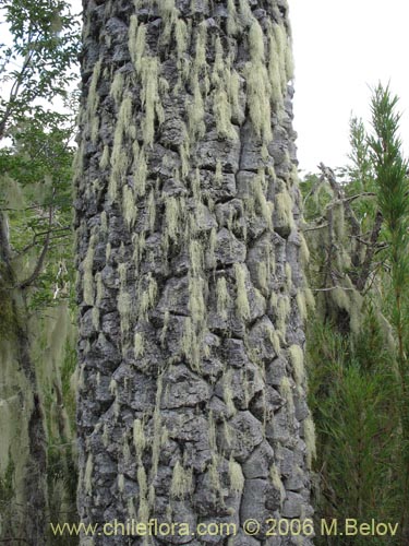 Image of Araucaria araucana (Araucaria / Pehuén / Piñonero). Click to enlarge parts of image.